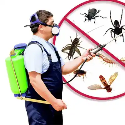 pest control Gambier